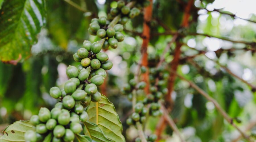 Unlocking Africa’s Agricultural Potential: From Farm to Global Market